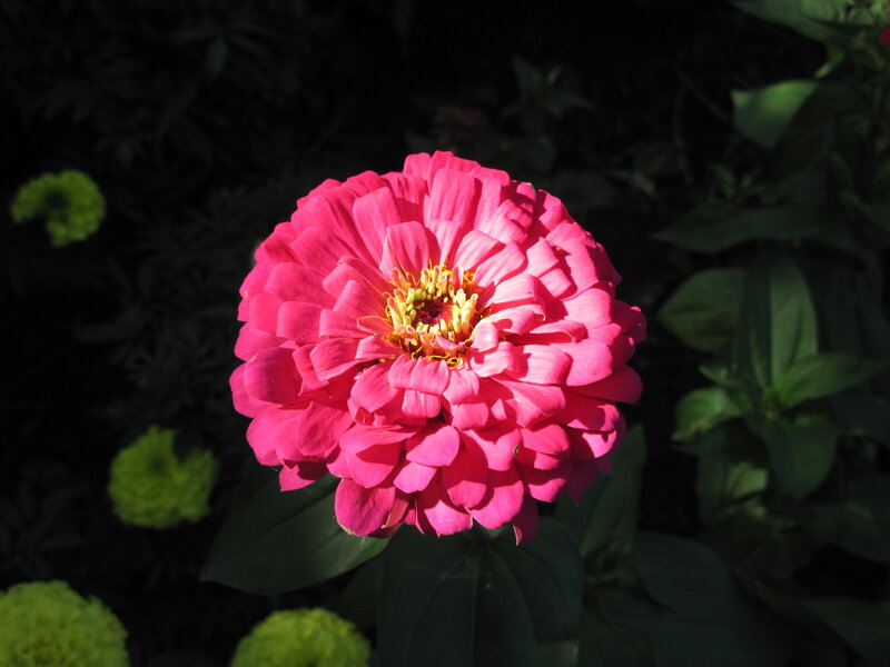 Pink Zinnia Flower — Dramatic