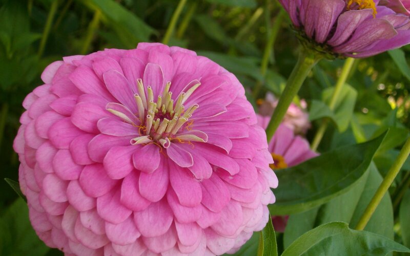 Pink zinnia flower in bloom