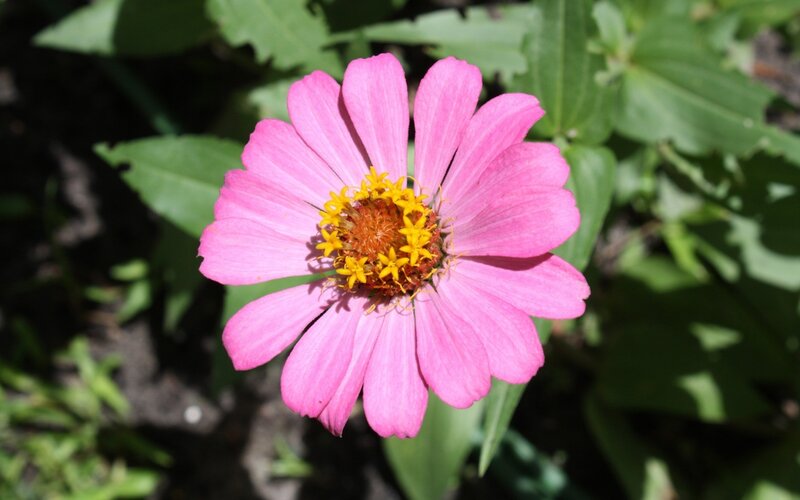Pink zinnia flower in bloom