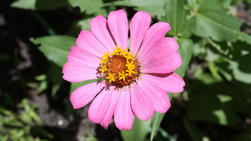 pink zinnia flower in garden