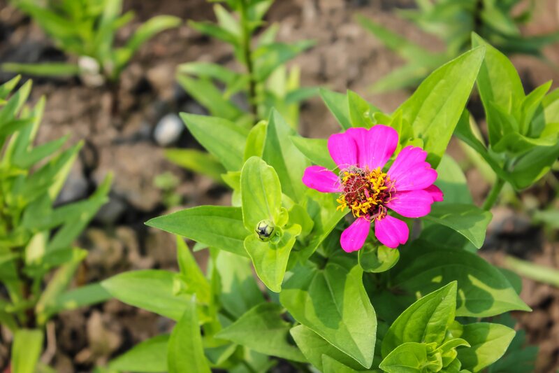 pink zinnia flower in garden