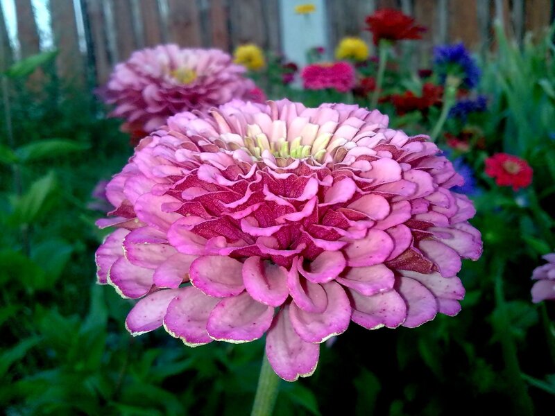 Pink zinnia flower in garden