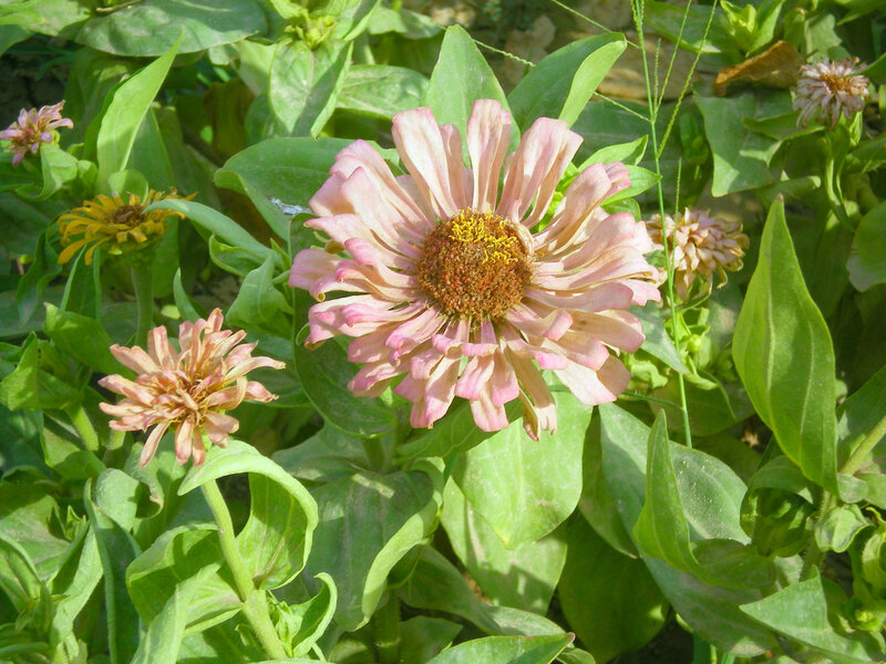 Pink zinnia flower in garden
