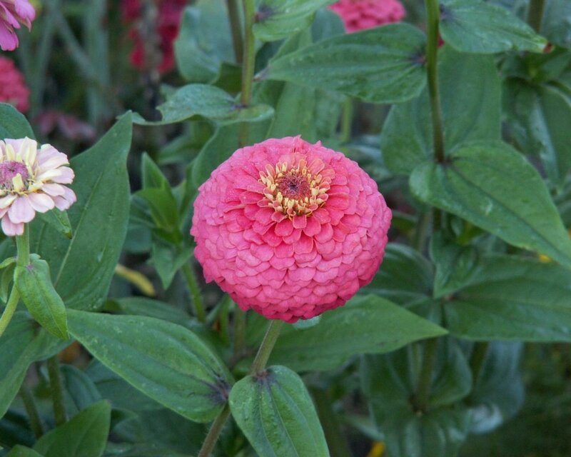 Pink zinnia flower in garden
