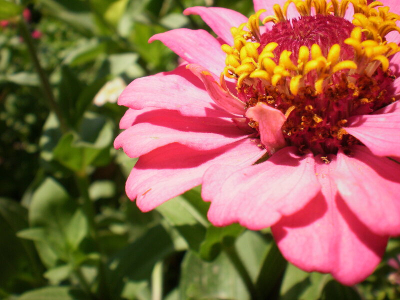 Pink zinnia flower in sunlight