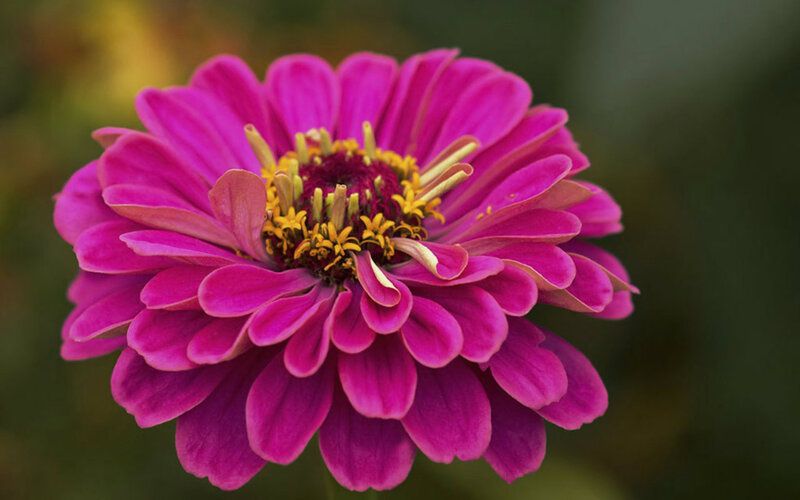 Pink Zinnia Flower — Magenta, Calm, Afternoon, Photograph