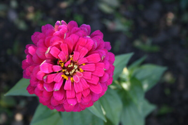 Pink Zinnia Flower — Magenta, Calm