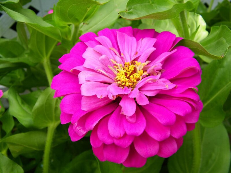 Pink Zinnia Flower — Magenta