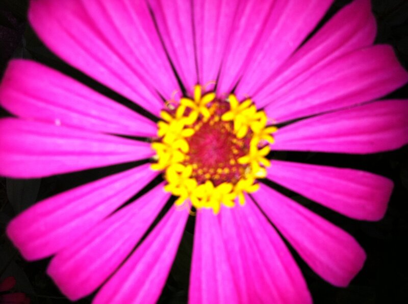 Pink Zinnia Flower — Magenta, Vibrant