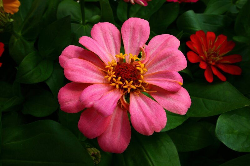 Pink Zinnia Flower — Natural, Afternoon, Photograph