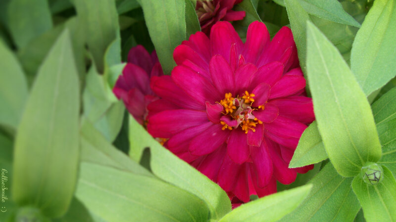 Pink Zinnia Flower — Natural, Afternoon