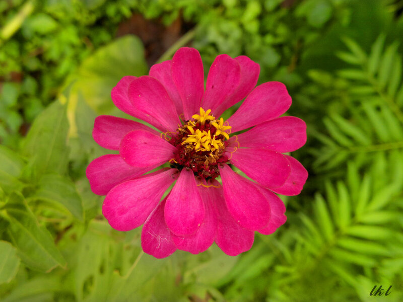Pink Zinnia Flower — Natural