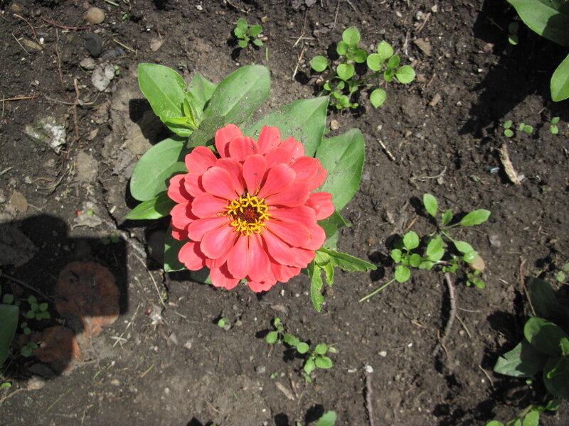 Pink Zinnia Flower — Red
