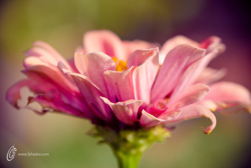 Pink Zinnia Flower — Serene, Afternoon, Photograph