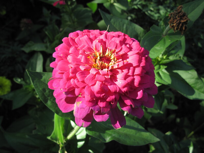 Pink Zinnia Flower — Serene, Afternoon