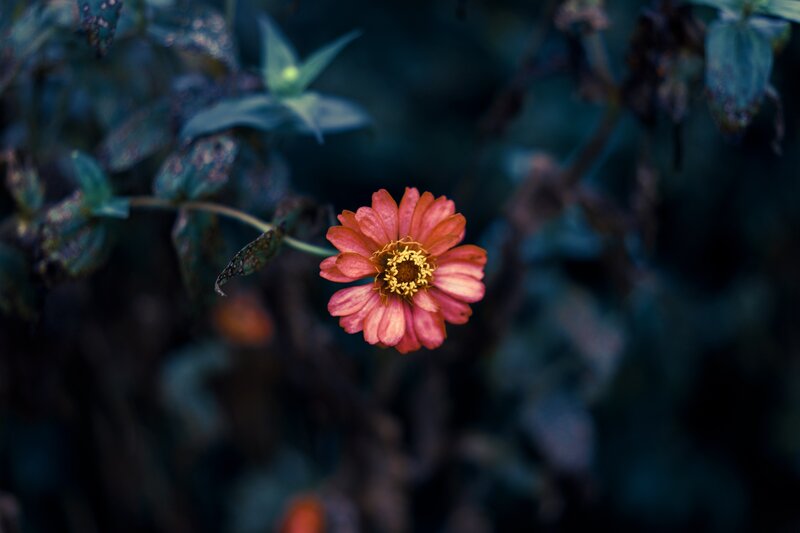 Pink Zinnia Flower — Serene, Photograph, Leaves