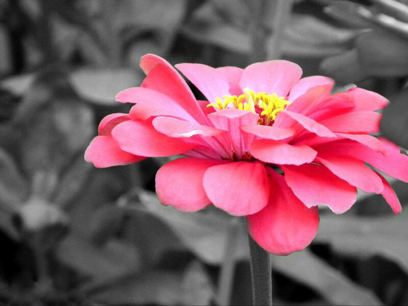 Pink Zinnia Flower — Serene, Photograph