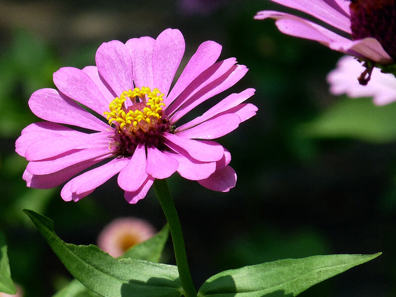 Pink Zinnia Flower — Serene