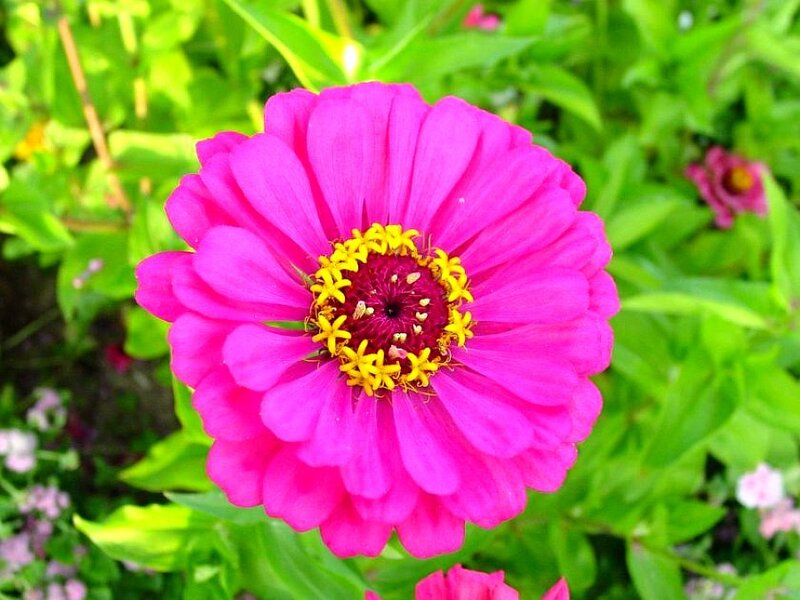 Pink Zinnia Flower — Vibrant, Afternoon, Photograph, Green Leaves