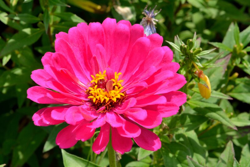 Pink Zinnia Flower — Vibrant, Afternoon