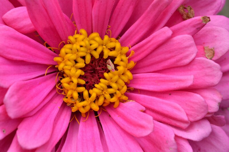 Pink Zinnia Flower — Vibrant, Photograph