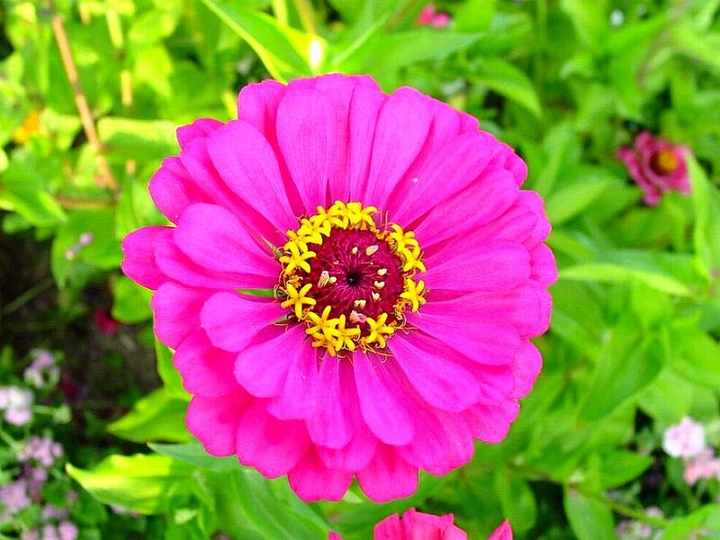 Pink Zinnia Flower — Vibrant, Summer