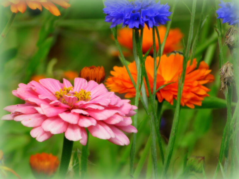 Pink Zinnia Flower — Vibrant