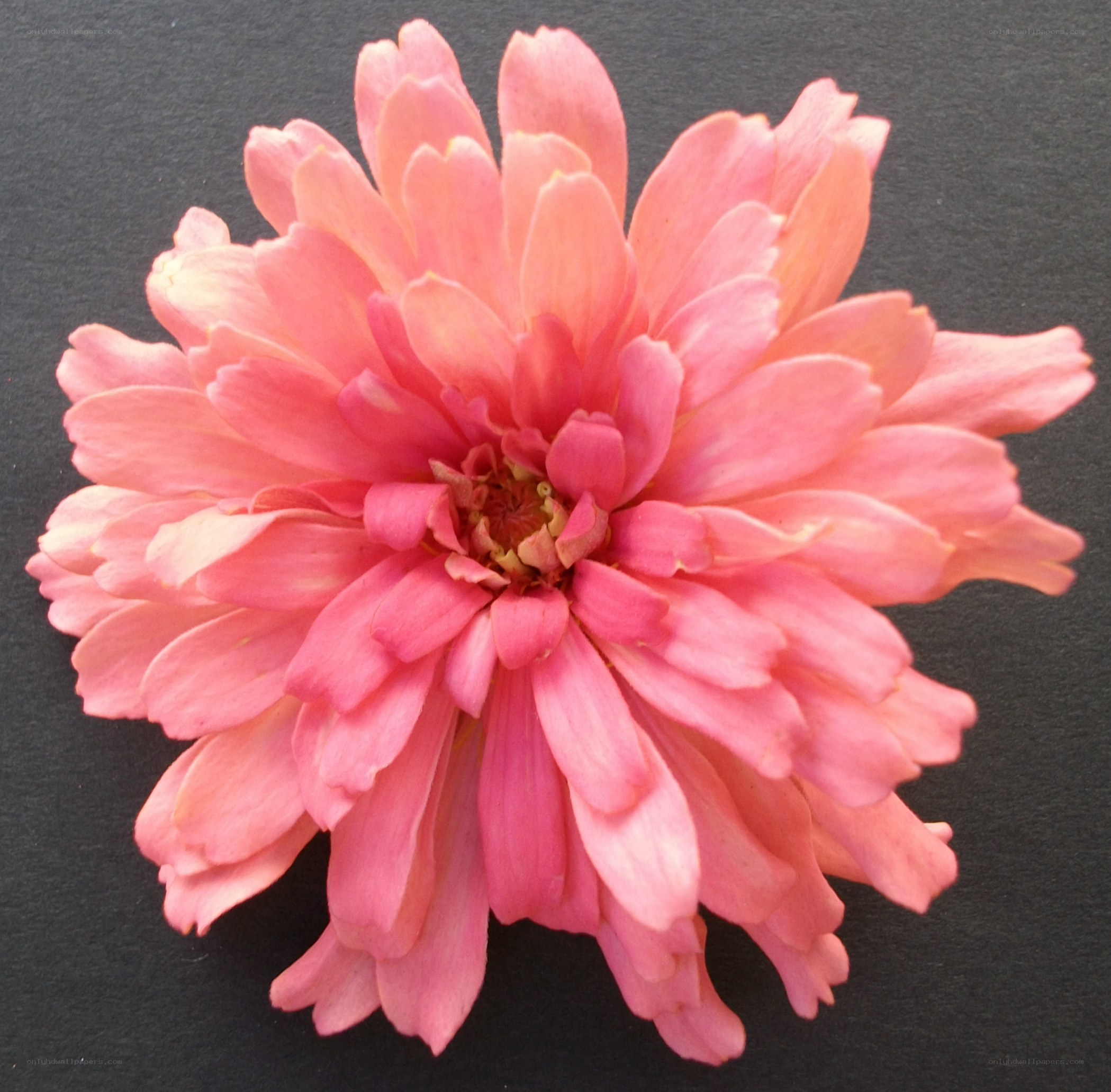 Pink zinnia flower
