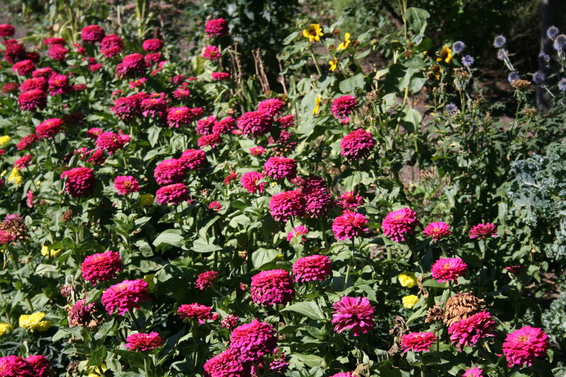 Pink Zinnia Flowers — Bright, Afternoon, Photograph