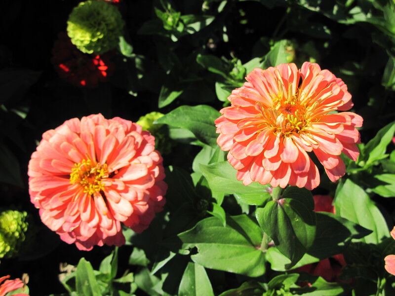 Pink Zinnia Flowers — Bright, Afternoon