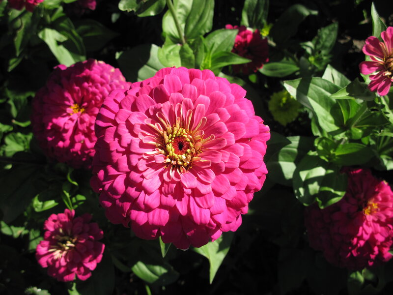 Pink Zinnia Flowers — Bright