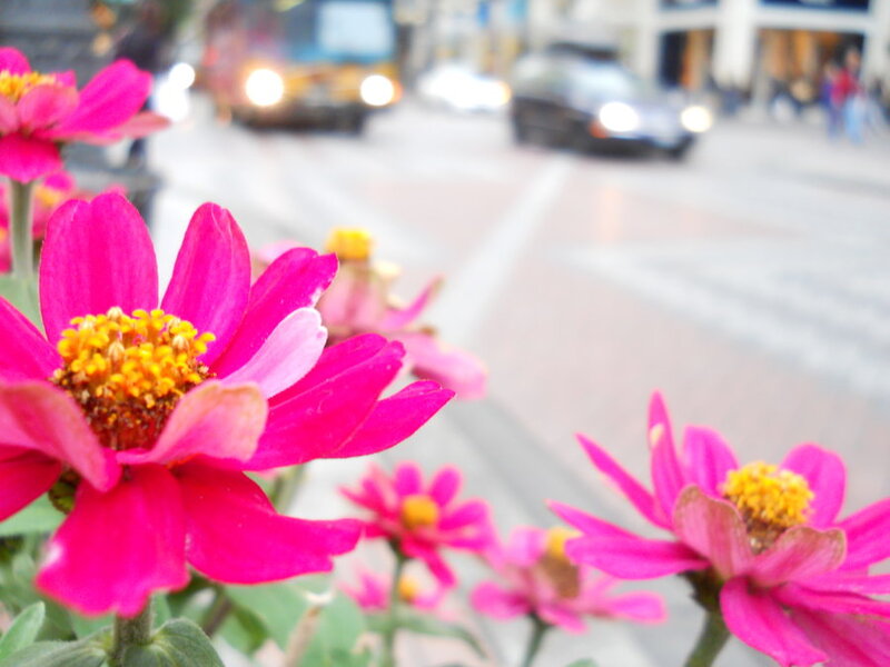 Pink Zinnia Flowers — Calm, Afternoon