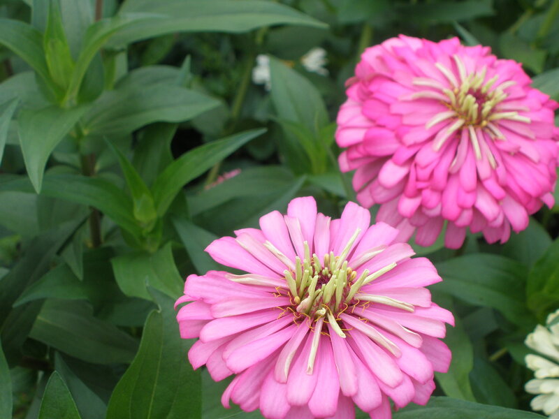 Pink Zinnia Flowers — Calm, Summer