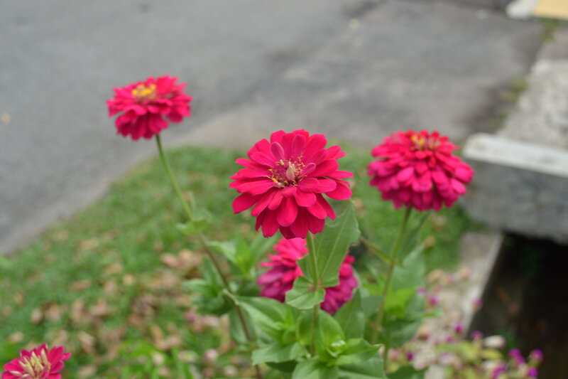 Pink Zinnia Flowers — Calm