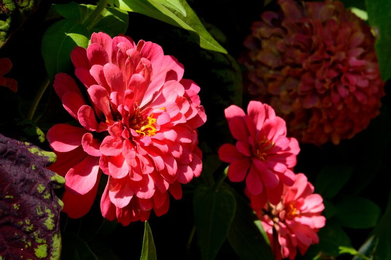 Pink Zinnia Flowers — Dramatic, Afternoon