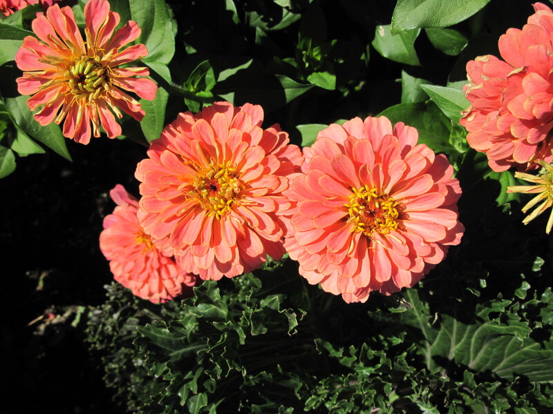 Pink Zinnia Flowers — Dramatic