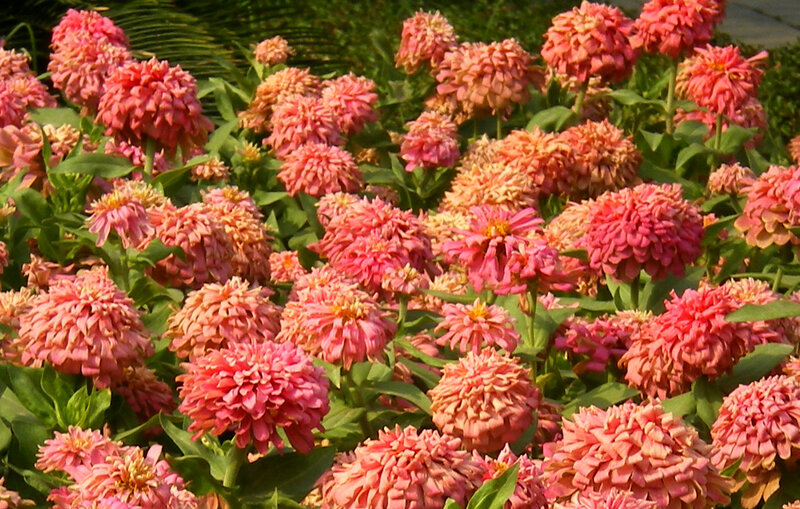 Pink zinnia flowers in bloom