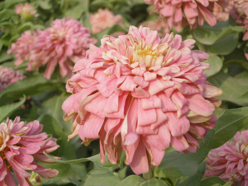 Pink zinnia flowers in bloom