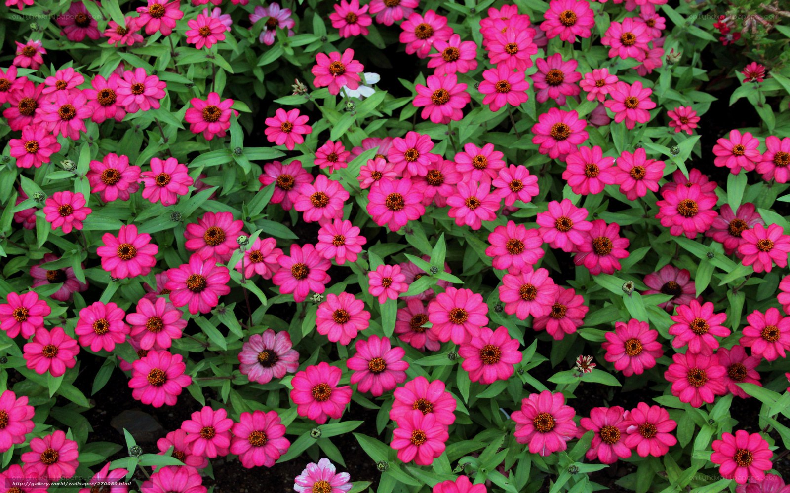 Pink zinnia flowers in garden