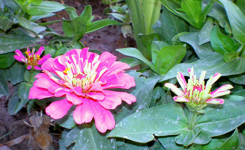 Pink zinnia flowers in garden