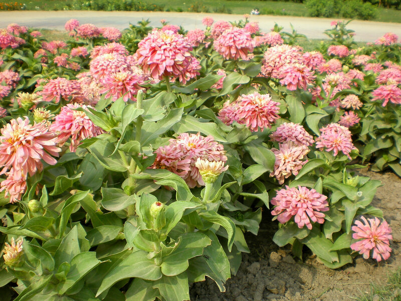 Pink zinnia flowers in garden