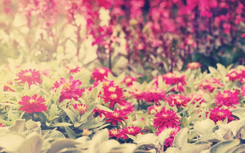 Pink Zinnia Flowers — Serene, Afternoon, Photograph, Green Leaves, Sunlight