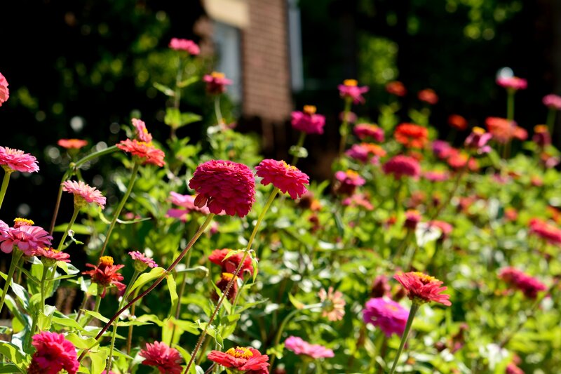Pink Zinnia Flowers — Serene, Afternoon, Photograph