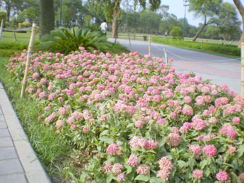Pink Zinnia Flowers — Serene, Afternoon, Photograph, Trees