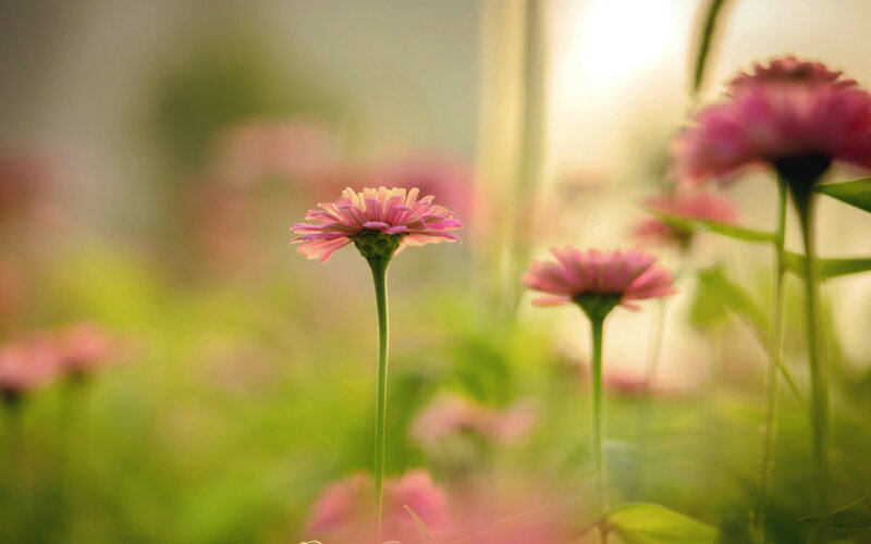 Pink Zinnia Flowers — Serene, Afternoon