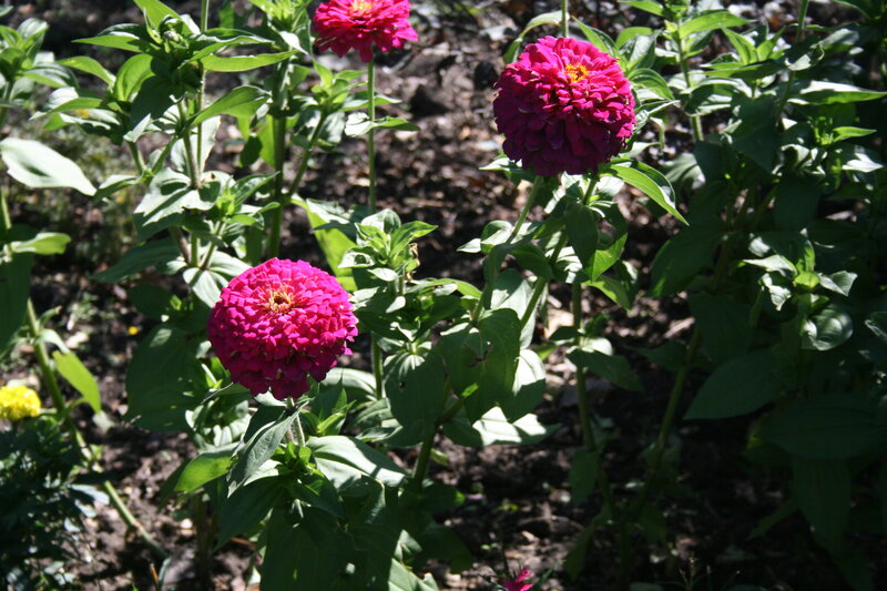 Pink Zinnia Flowers — Serene