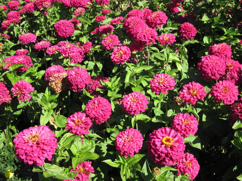 Pink Zinnia Flowers — Vibrant, Afternoon, Photograph
