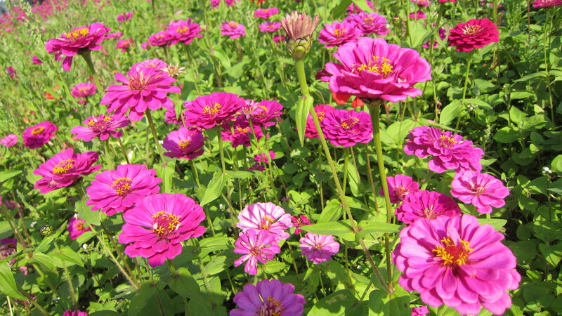Pink Zinnia Flowers — Vibrant, Afternoon