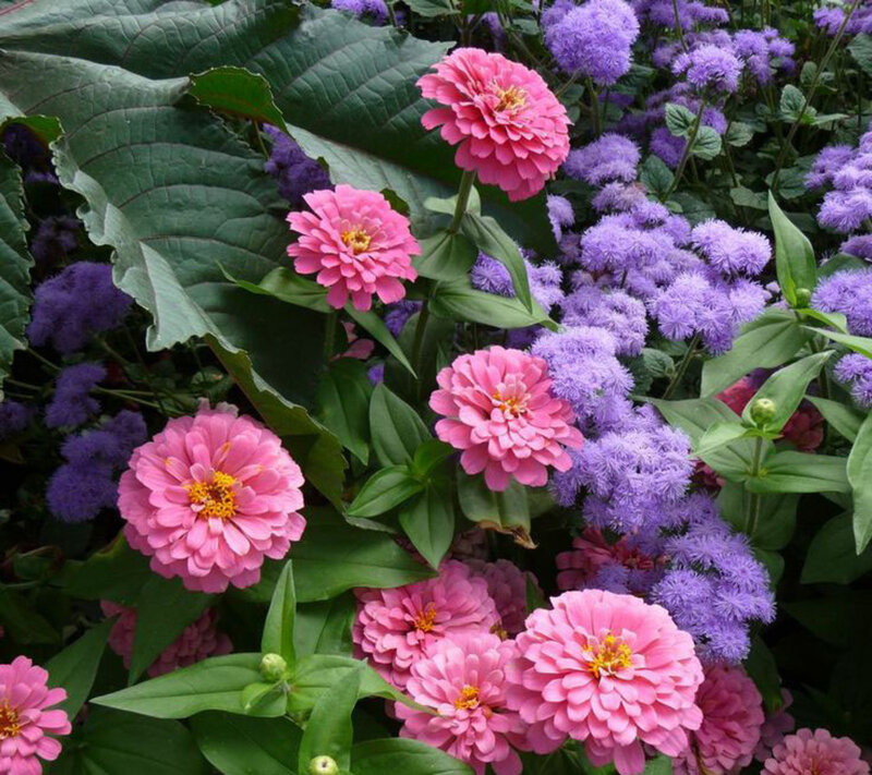 Pink Zinnia Flowers — Vibrant, Summer