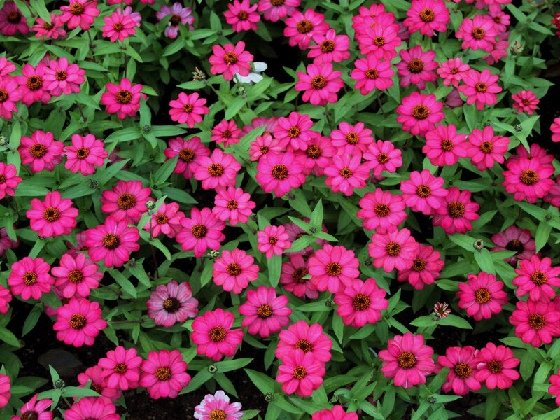 Pink Zinnia Flowers — Vibrant